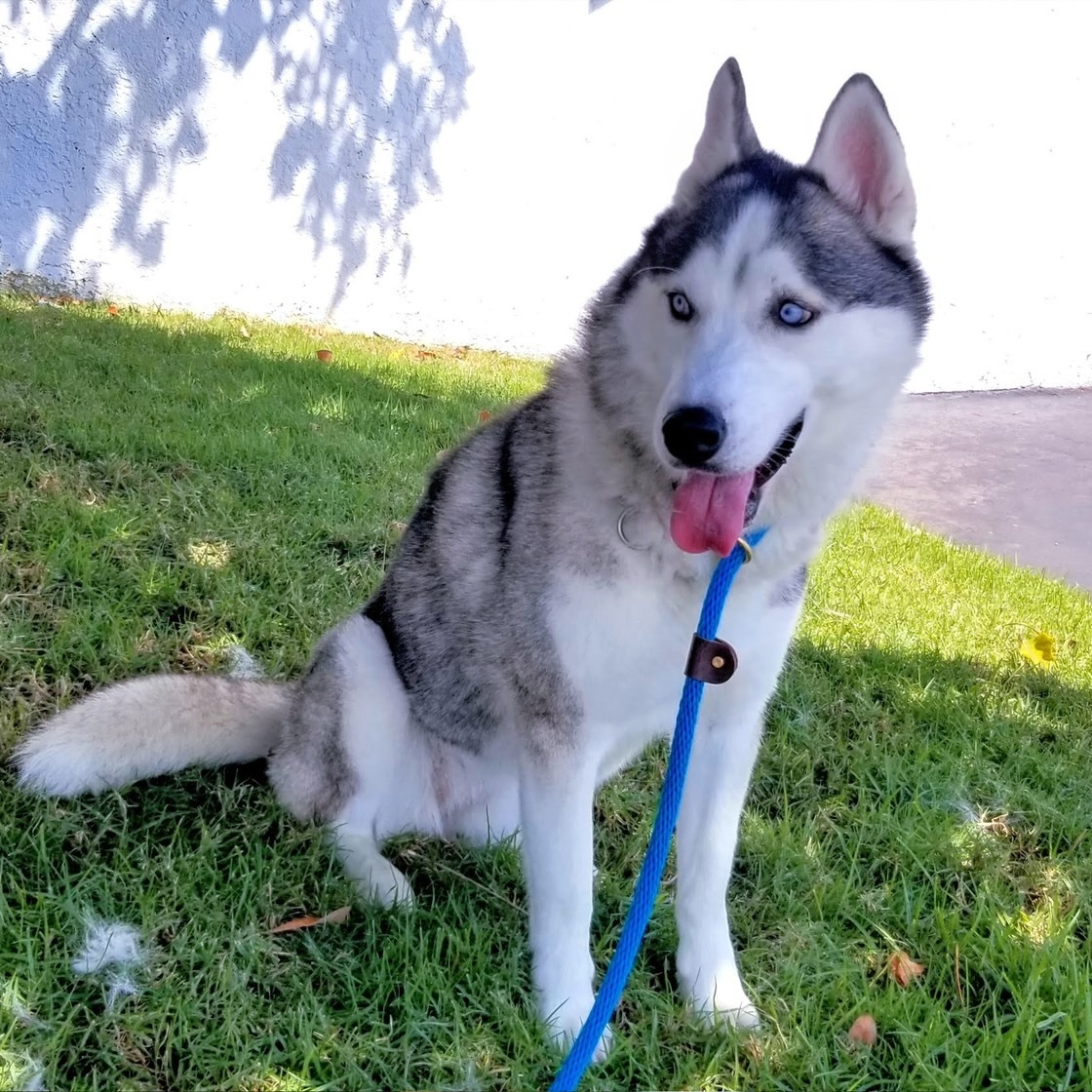 Enlarge Lala, a Adoptable Husky in Newport Beach, CA image 5/6