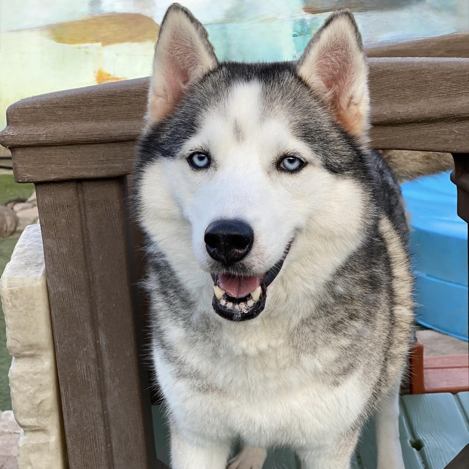 Lala, Adoptable, Adult Female Husky.