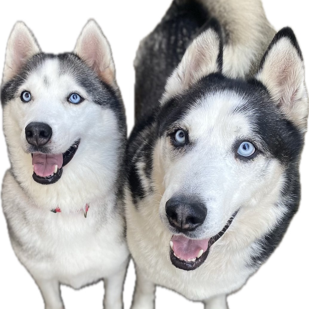 Enlarge Lala, a Adoptable Husky in Newport Beach, CA image 4/6