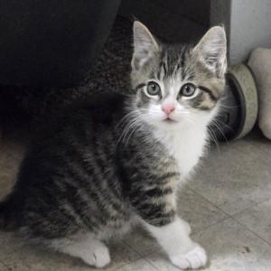 Enlarge Friedrich, an adopted Domestic Short Hair in Albany, NY image 2/3