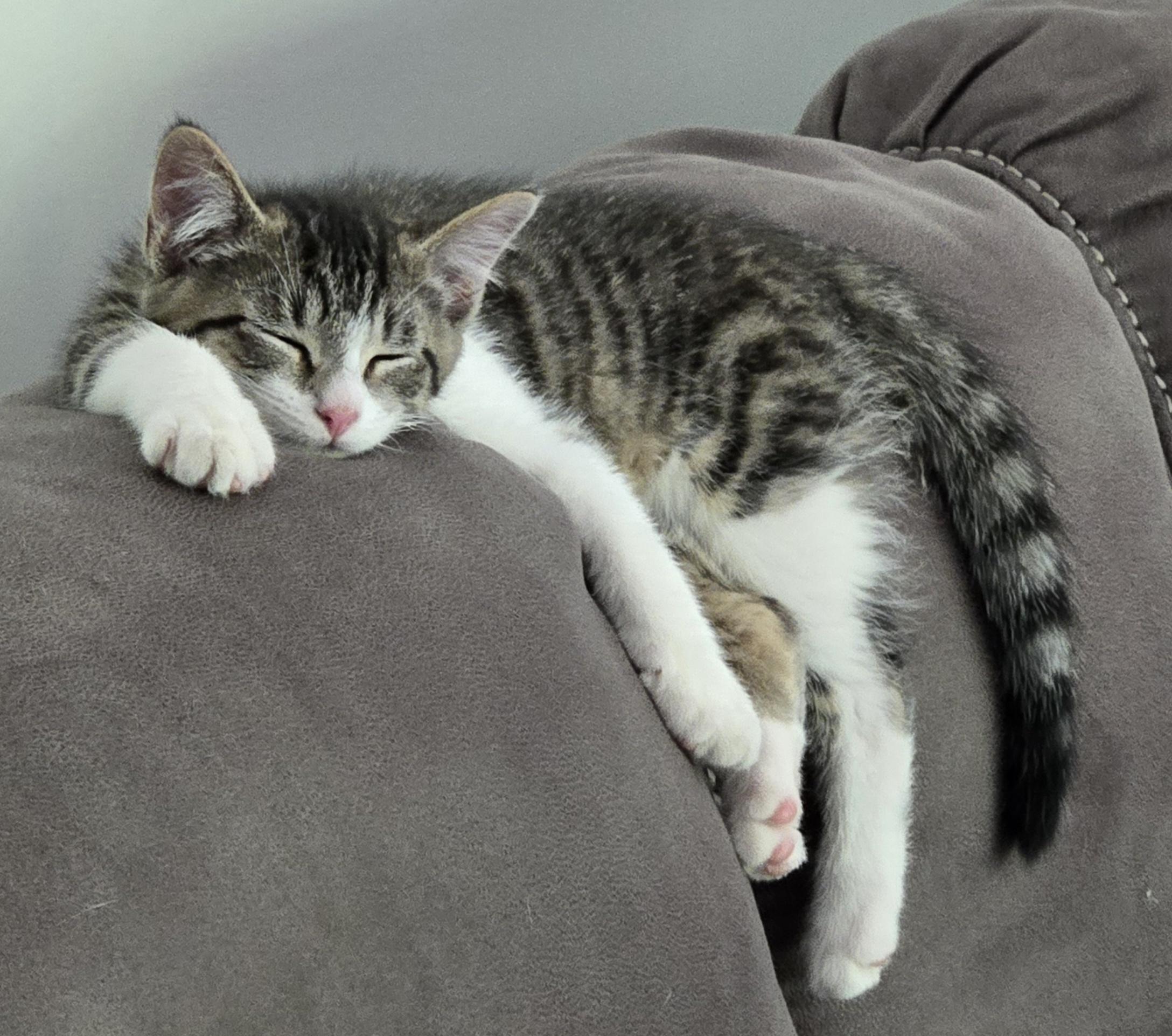 Enlarge Friedrich, an adopted Domestic Short Hair in Albany, NY image 1/3