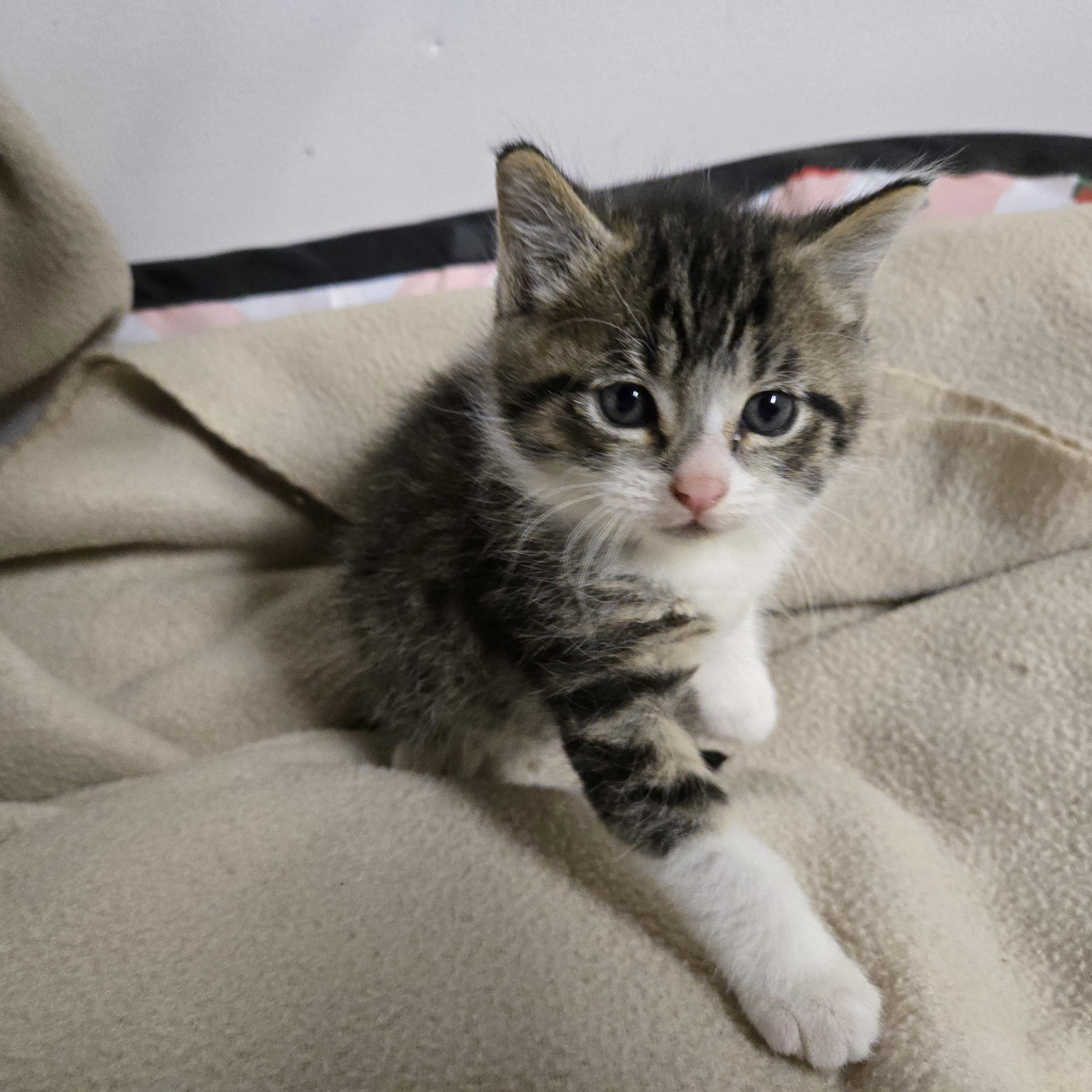Enlarge Friedrich, an adopted Domestic Short Hair in Albany, NY image 3/3
