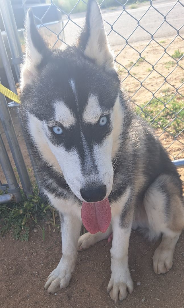 Young Sinatra, a Adoptable Siberian Husky in Valencia, CA image 1/2