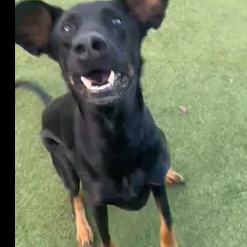 Ashton, a Adoptable Doberman Pinscher in Boaz, AL image 1/4