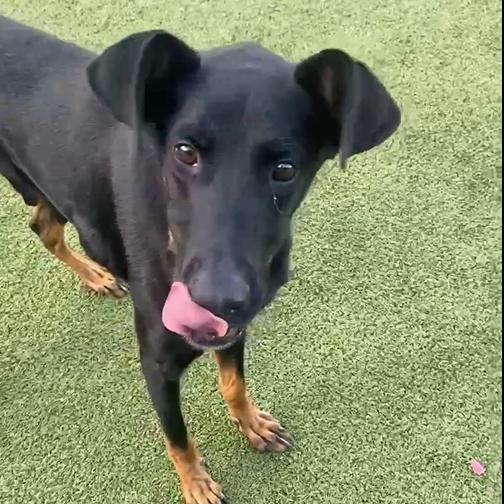 Ashton, a Adoptable Doberman Pinscher in Boaz, AL image 2/4