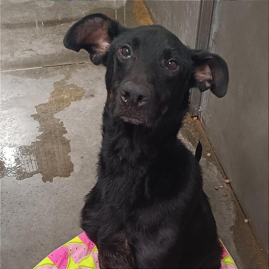 Ashton, a Adoptable Doberman Pinscher in Boaz, AL image 3/4