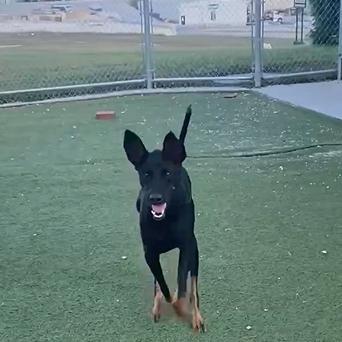 Ashton, a Adoptable Doberman Pinscher in Boaz, AL image 4/4