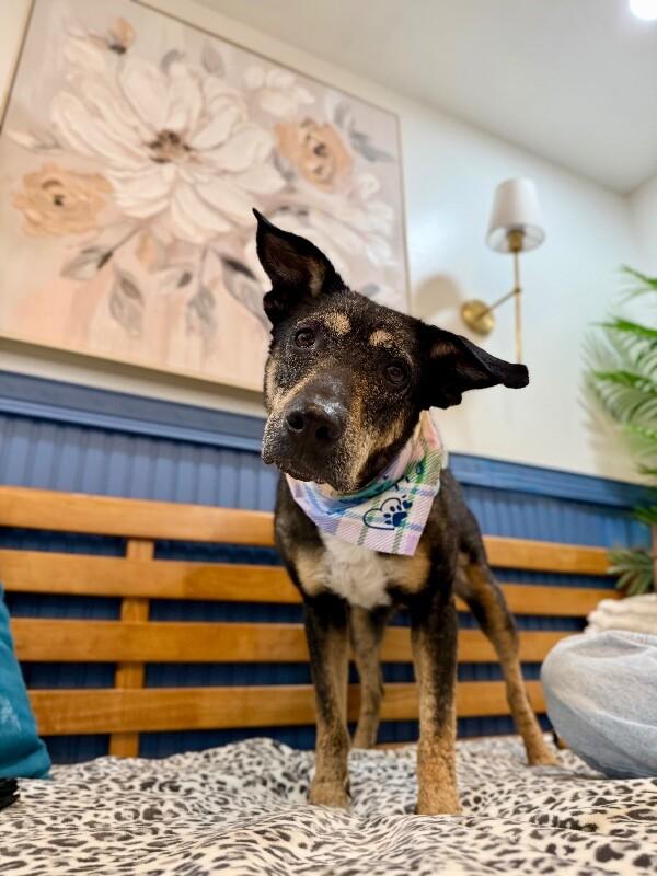 Enlarge Raya Everly The Love Story That Grows, a Adoptable mixed breed in Orem, UT image 4/6