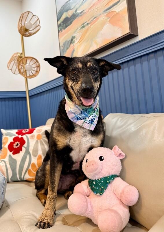 Enlarge Raya Everly The Love Story That Grows, a Adoptable mixed breed in Orem, UT image 1/6