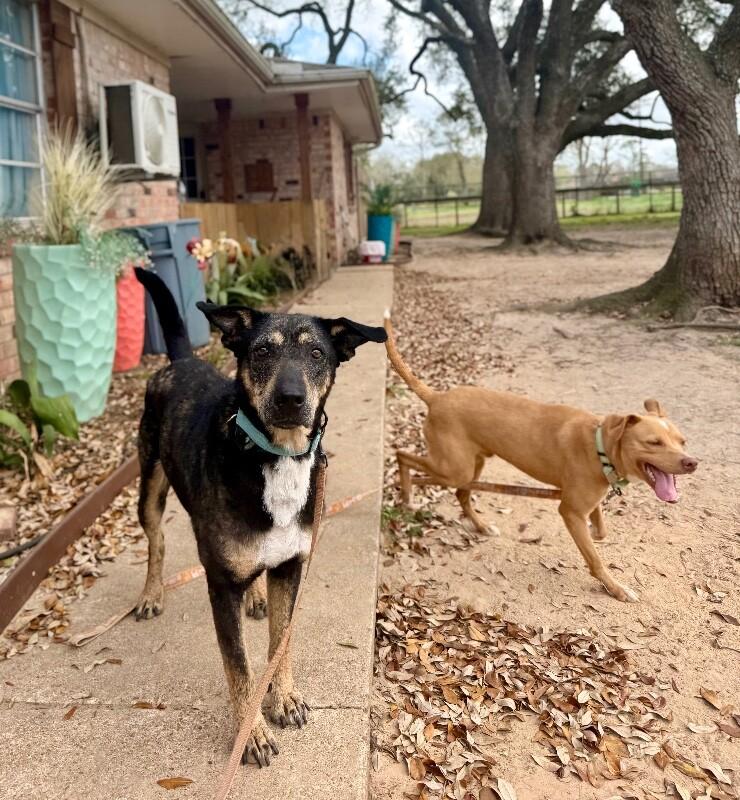 Enlarge Raya Everly The Love Story That Grows, a Adoptable mixed breed in Orem, UT image 3/6