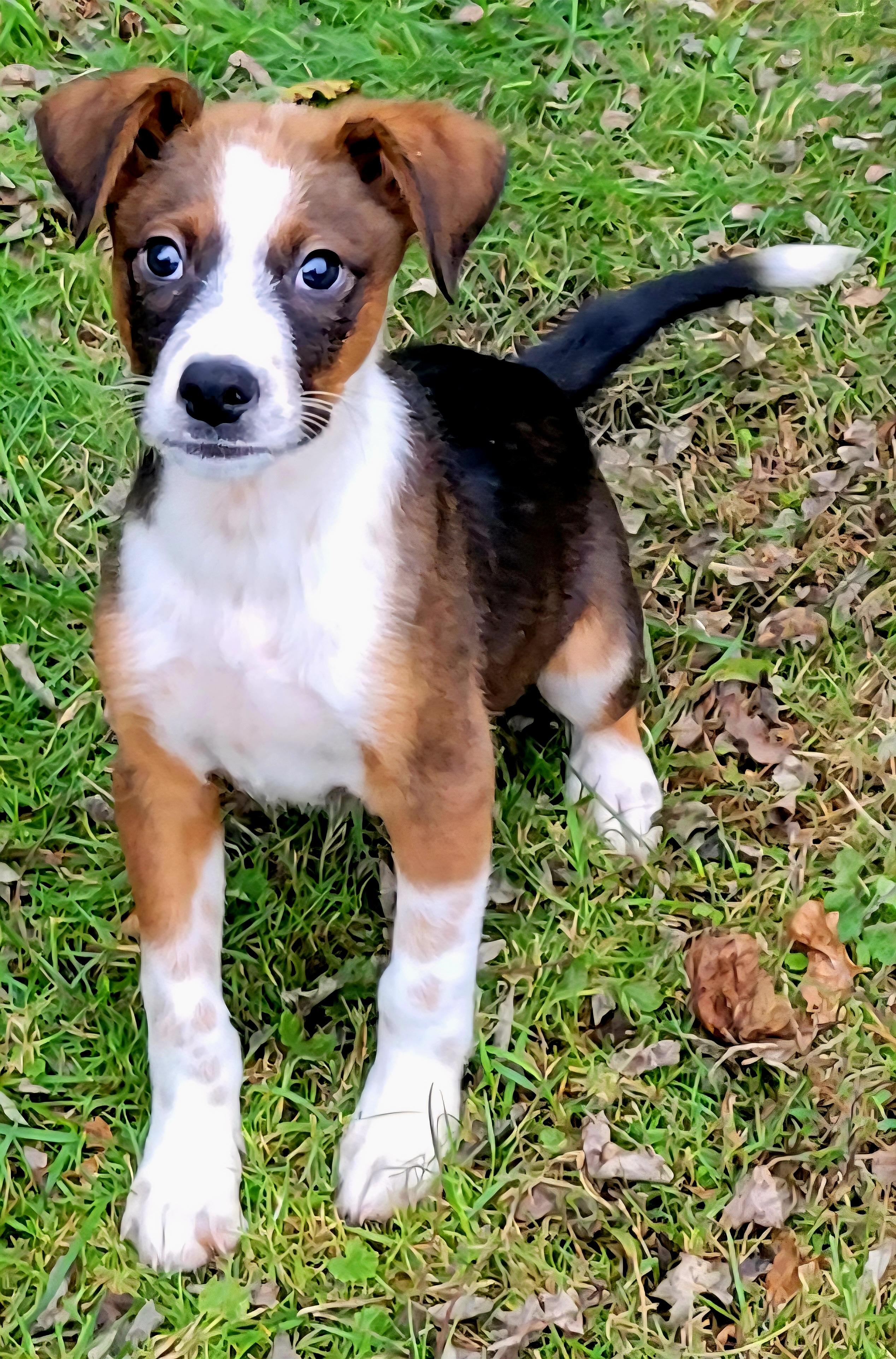 https://www.petfinder.com/dog/jack-78734331/nj/elwood/furry-angels-rescue-nj303/?referrer_id=695155d0-c0e2-4f0a-820e-c25d95199e10&utm_source=api&utm_medium=partnership&utm_content=695155d0-c0e2-4f0a-820e-c25d95199e10