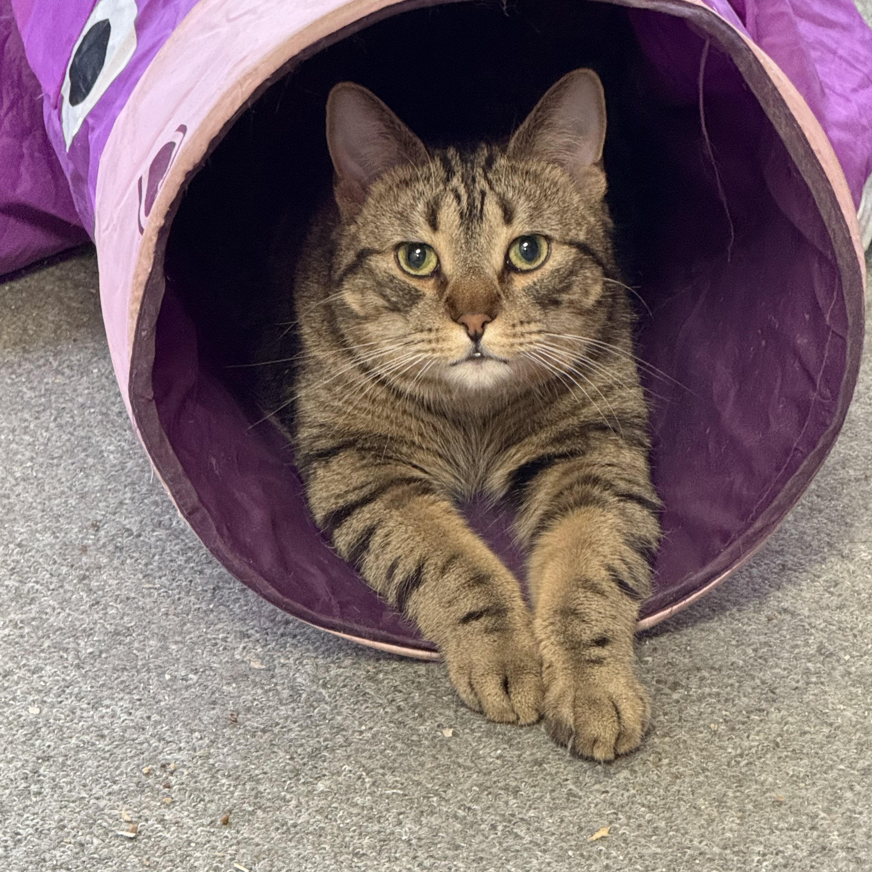 Pretzel purrs, adoptable, Adult Male Domestic Medium Hair.