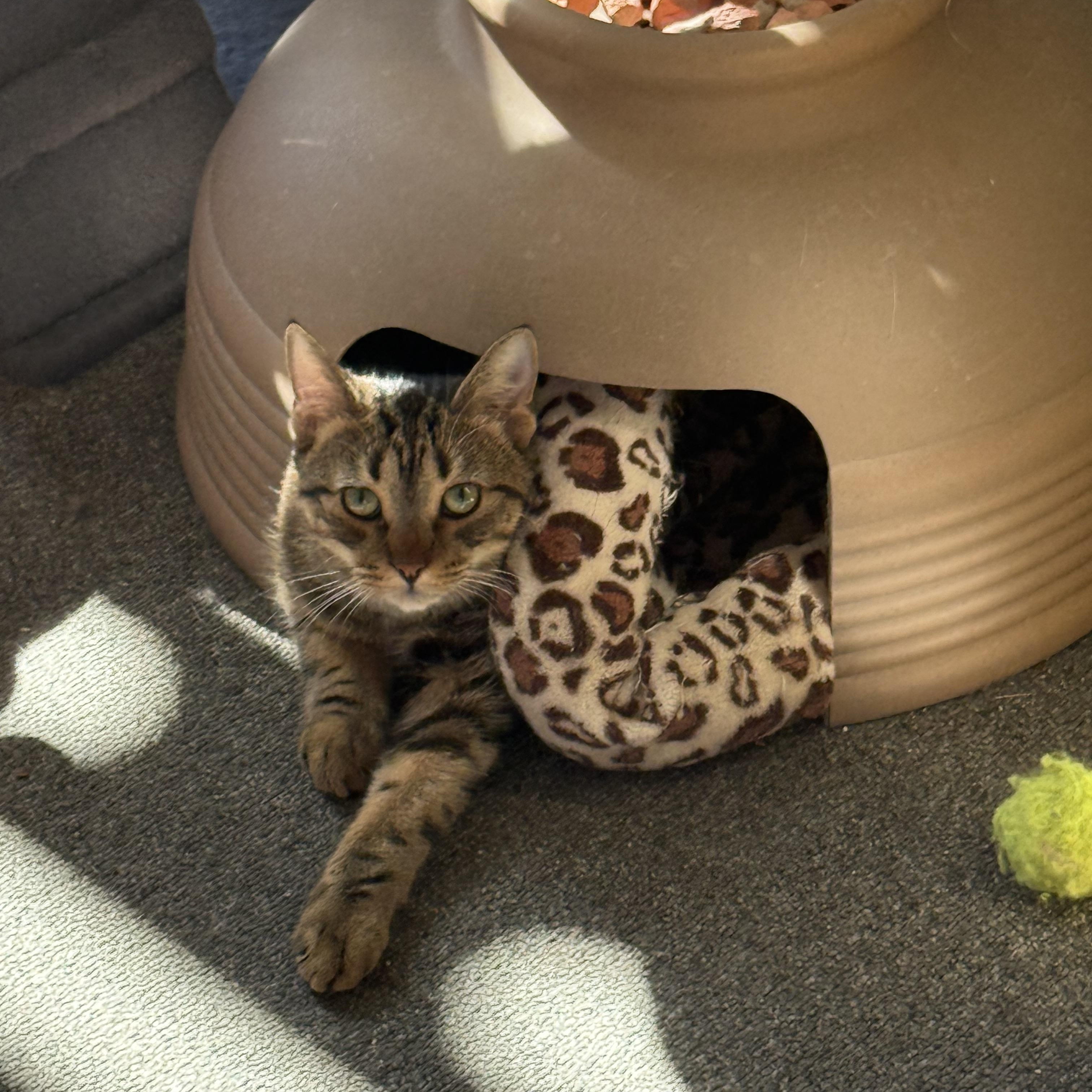 Enlarge Pretzel purrs, a Adoptable Domestic Medium Hair in Oak Park, MI image 3/4