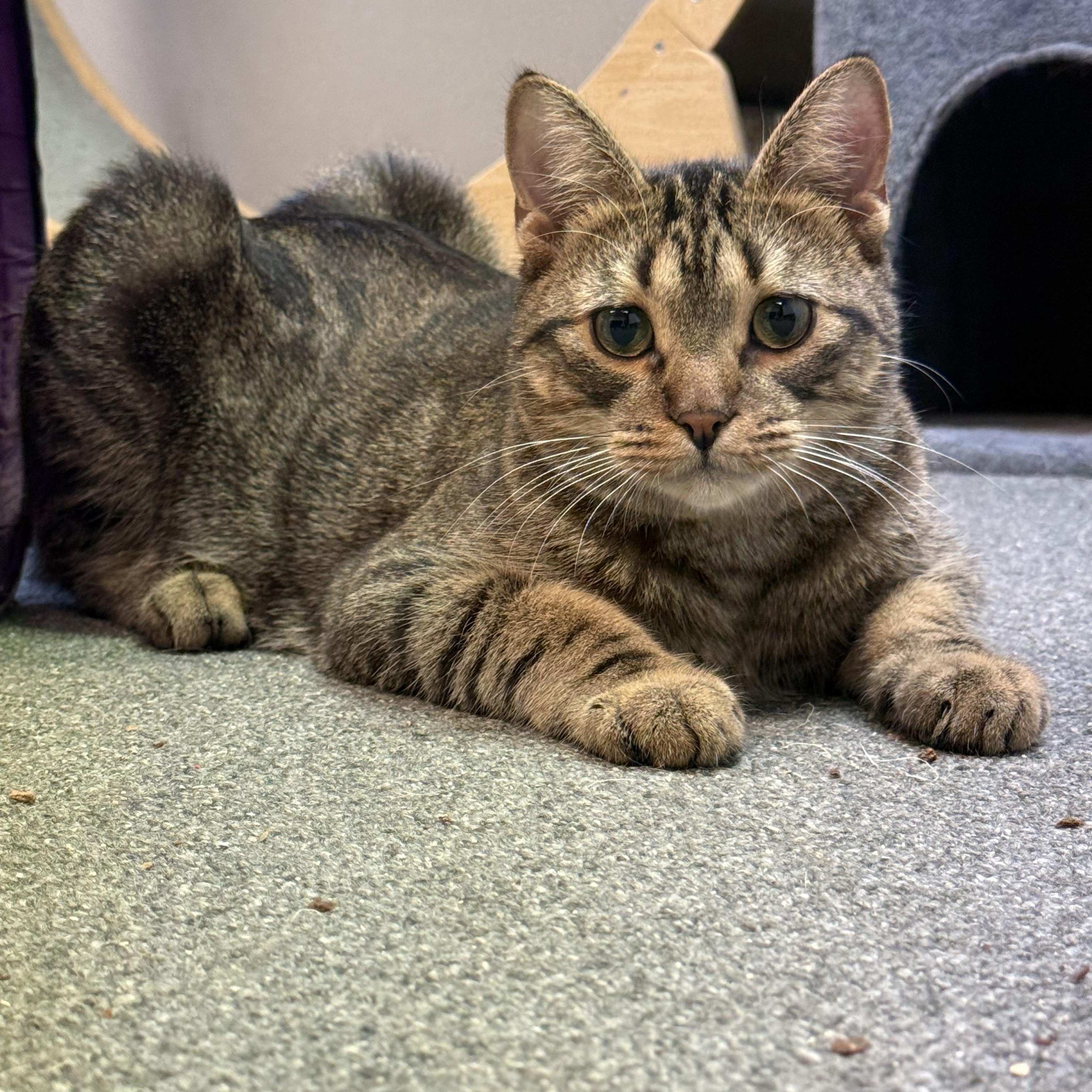 Enlarge Pretzel purrs, a Adoptable Domestic Medium Hair in Oak Park, MI image 2/4