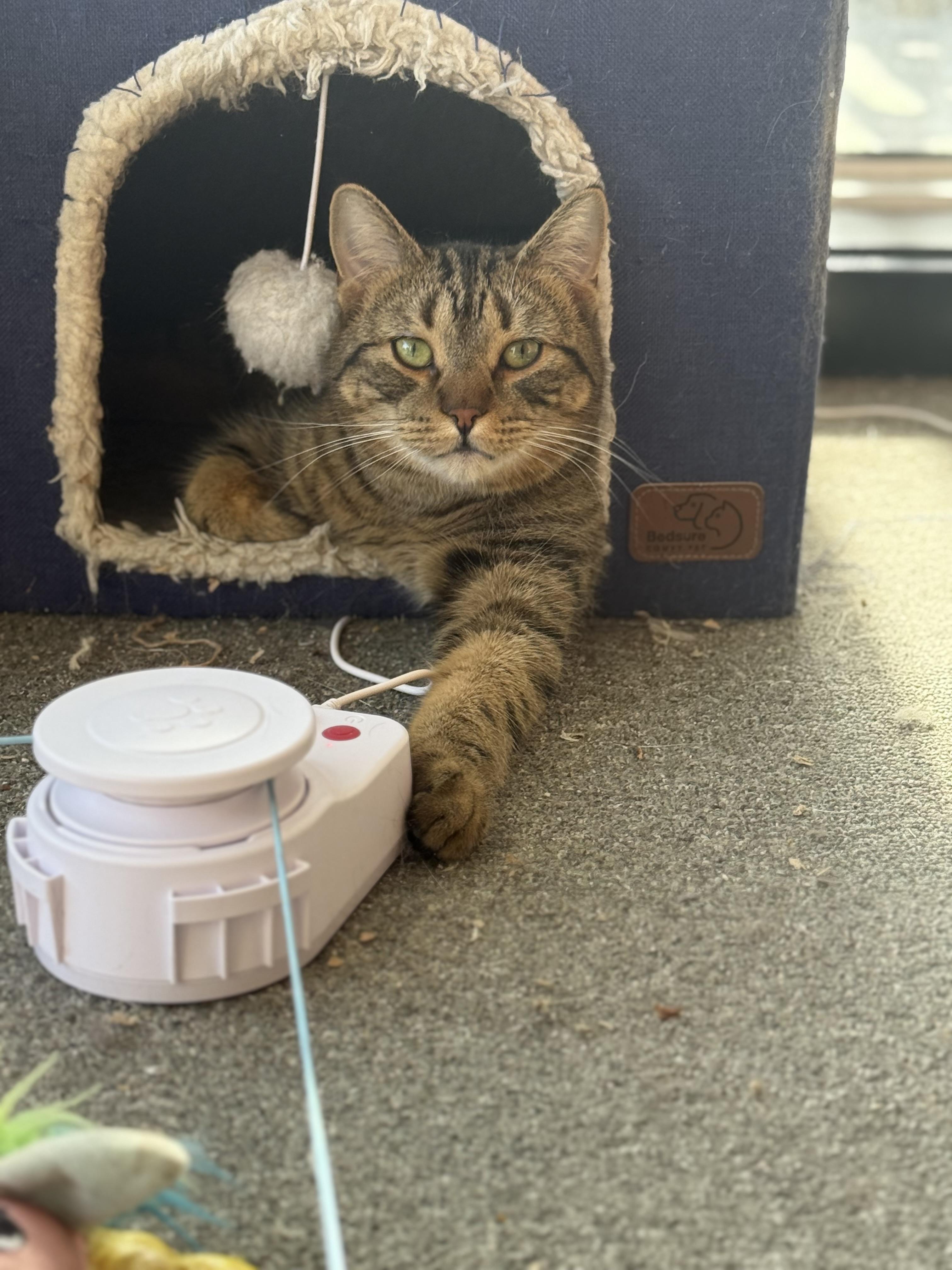 Pretzel purrs, an adoptable Domestic Medium Hair in Oak Park, MI image 2/6