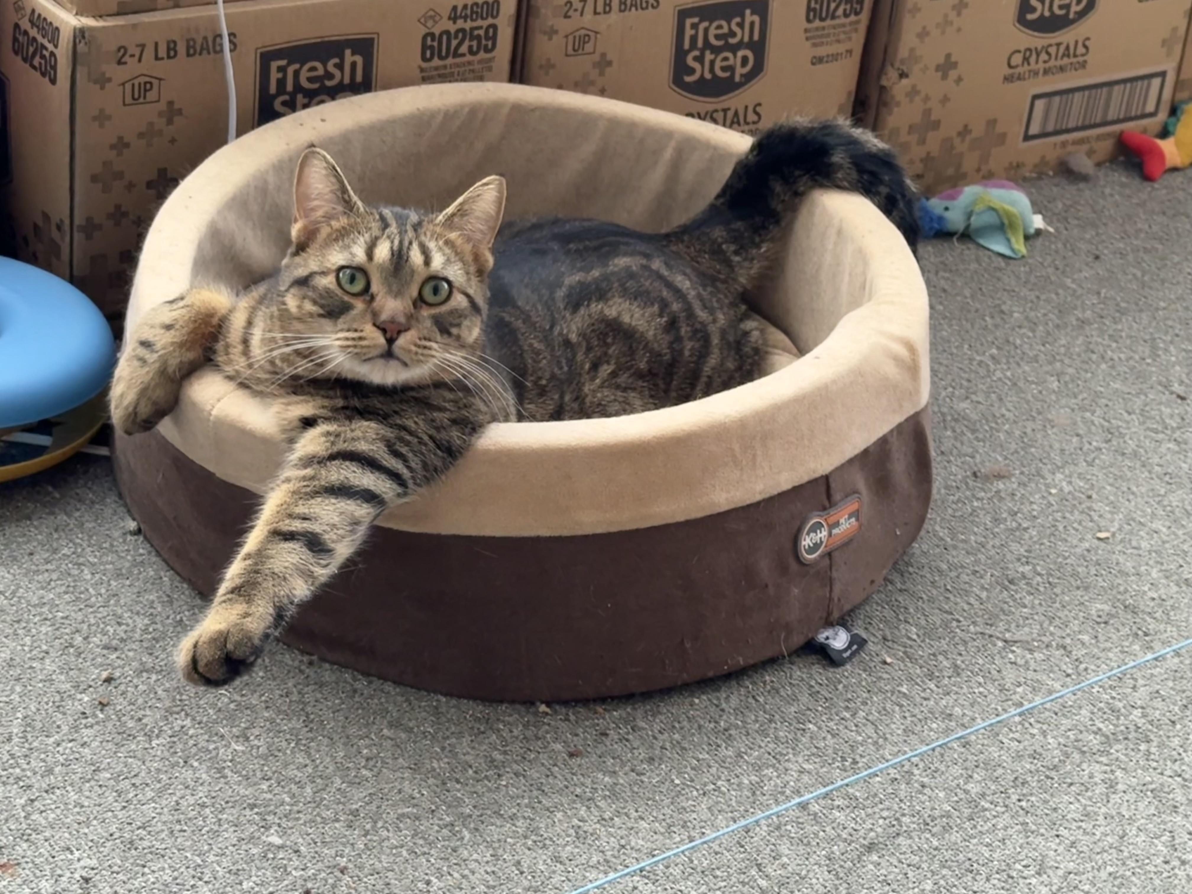 Pretzel purrs, an adoptable Domestic Medium Hair in Oak Park, MI image 1/6