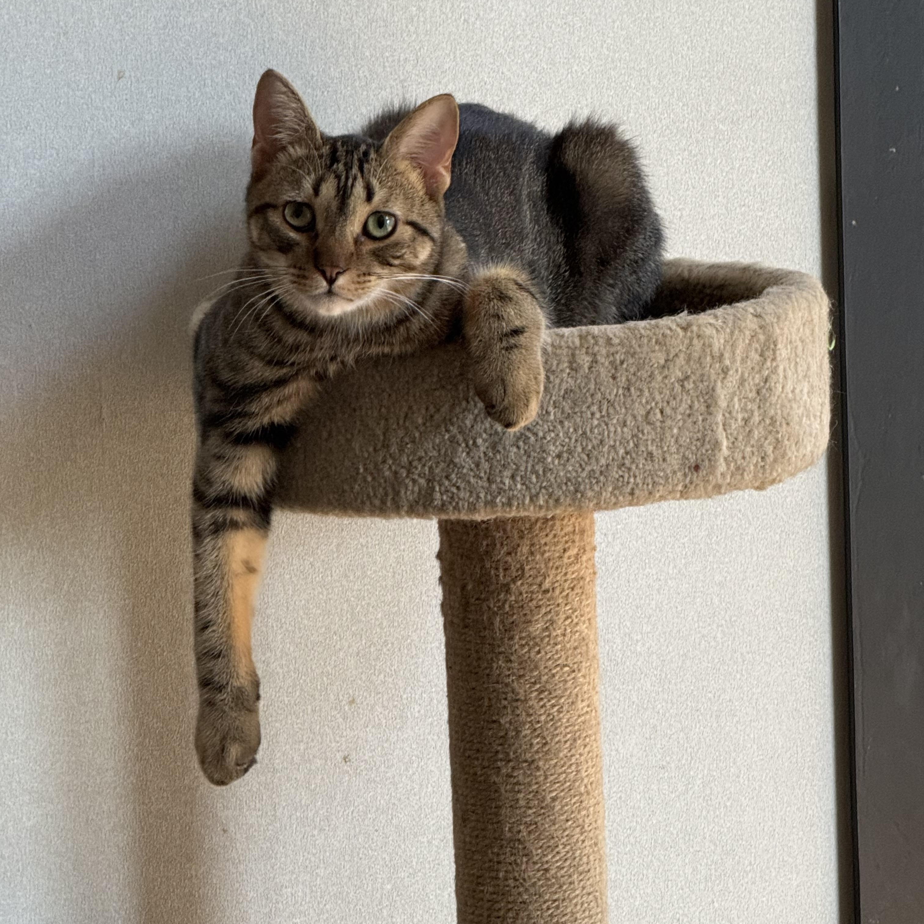 Enlarge Pretzel purrs, a Adoptable Domestic Medium Hair in Oak Park, MI image 1/4