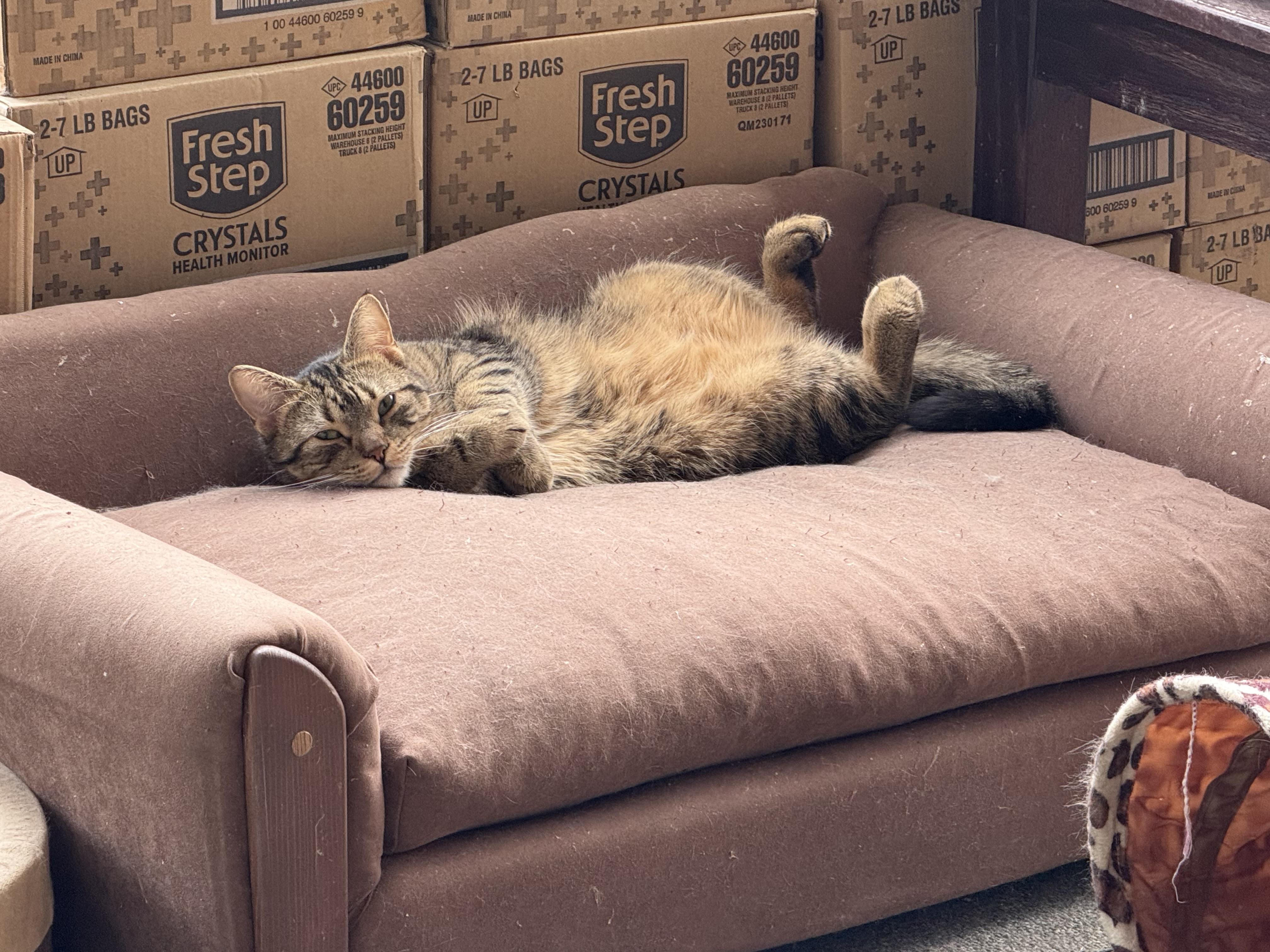 Enlarge Pretzel purrs, an adoptable Domestic Medium Hair in Oak Park, MI image 3/6