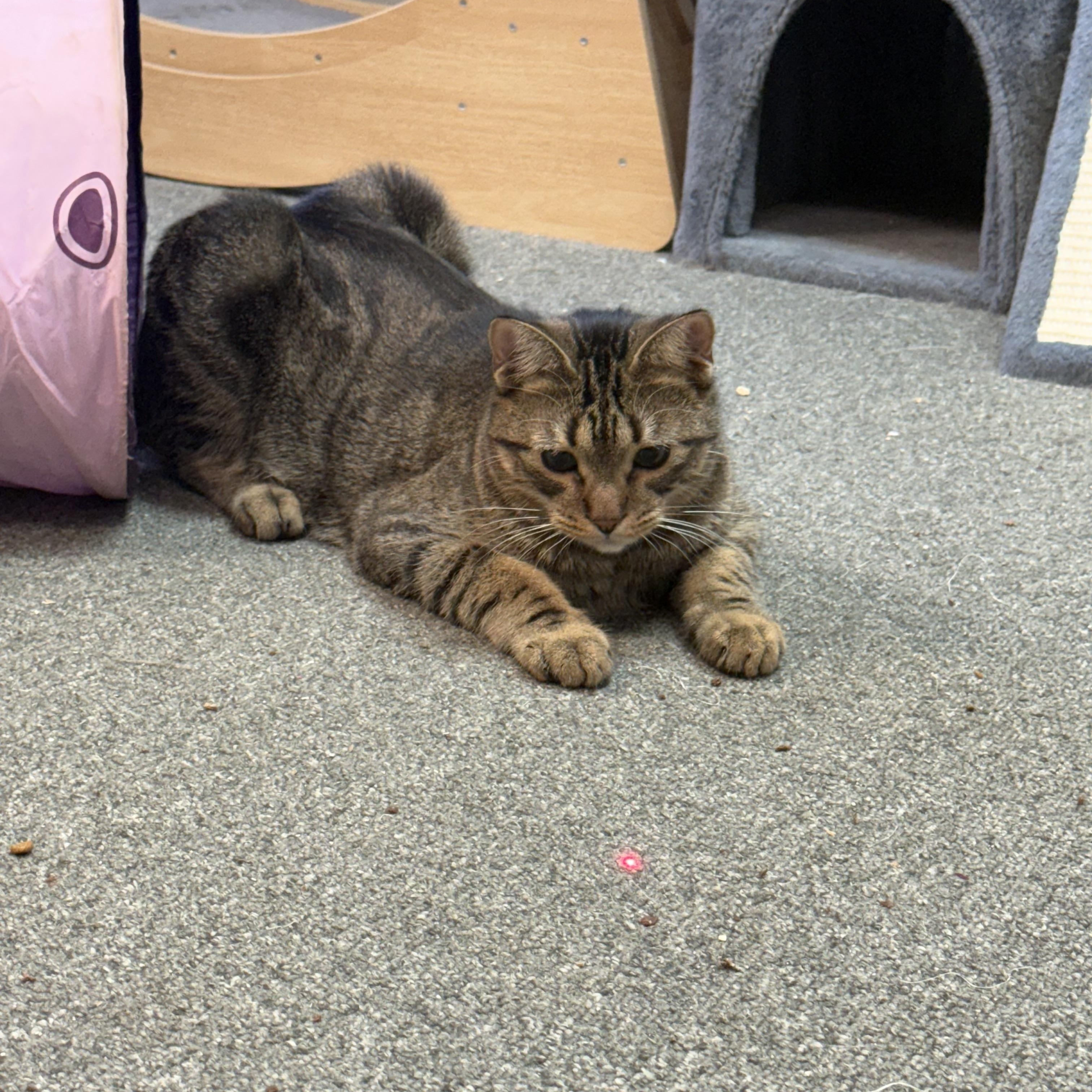 Enlarge Pretzel purrs, a Adoptable Domestic Medium Hair in Oak Park, MI image 4/4