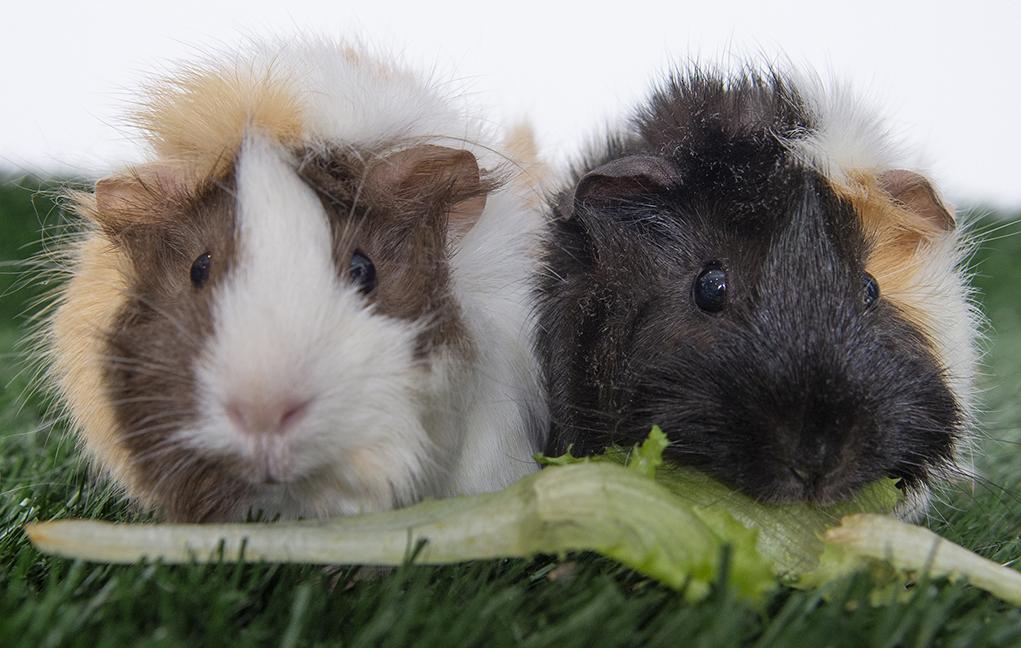 Enlarge Caramel and Annie Lovie Rainbow, a ADOPTABLE Abyssinian in Chicago, IL image 1/2