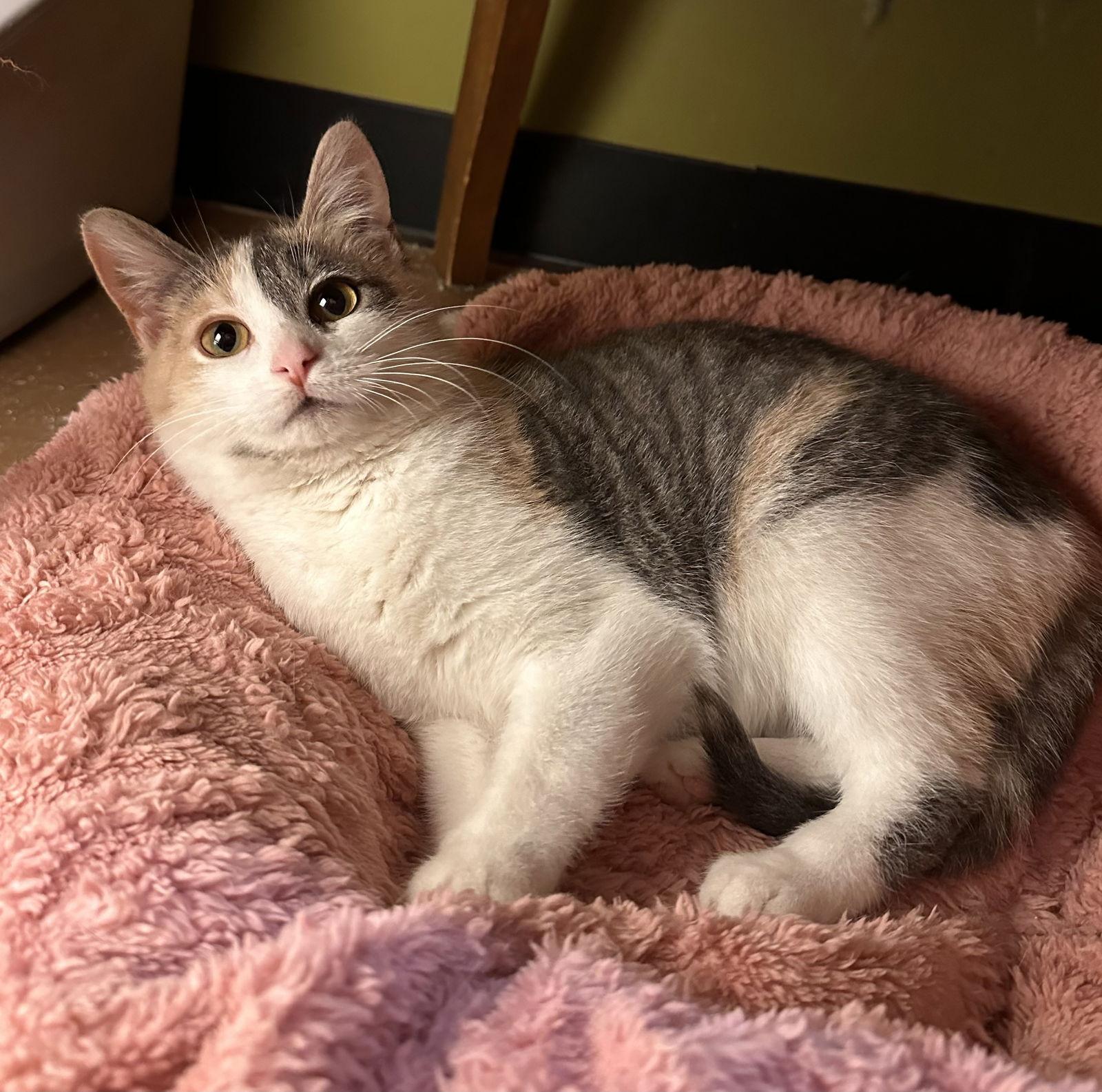 Goldie, Adoptable, Young Female Domestic Short Hair.