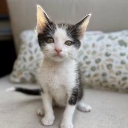 Enlarge Ace, a Adoptable Domestic Short Hair in Los Angeles, CA image 1/1