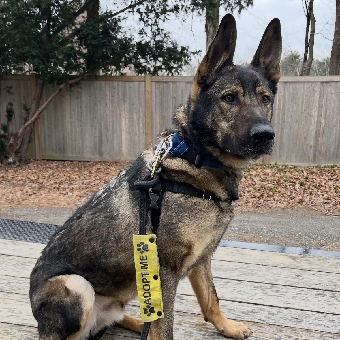 Enlarge Tiny, a Adoptable German Shepherd Dog in Briarcliff Manor, NY image 2/4