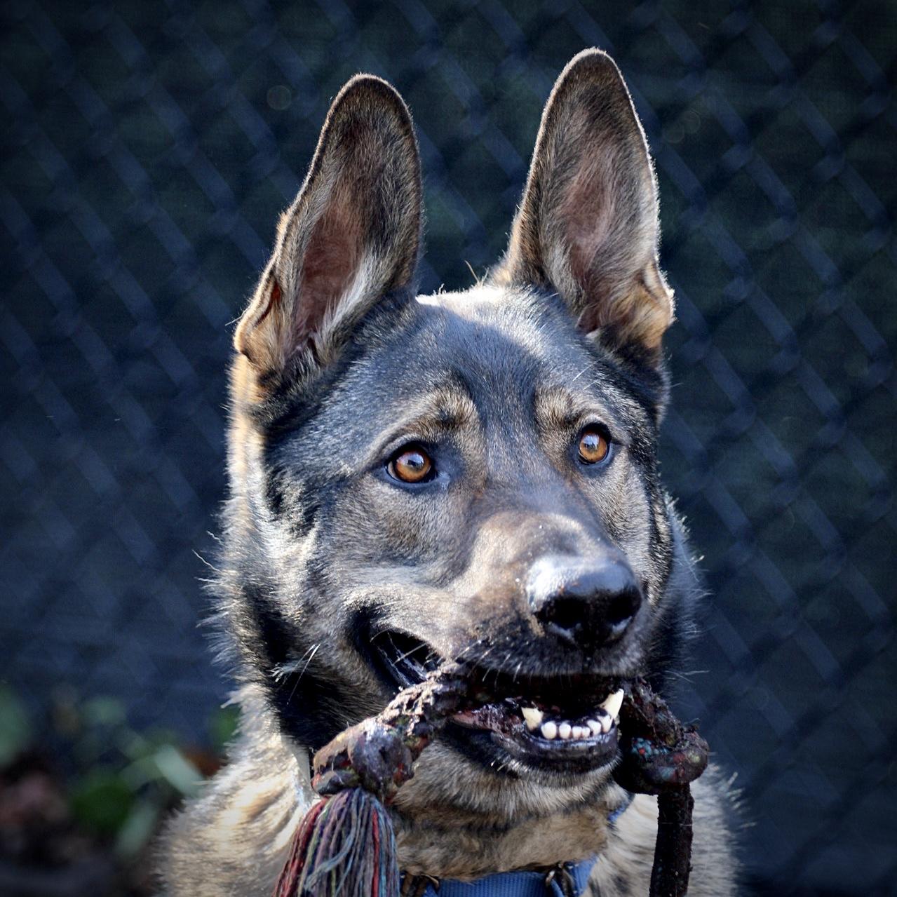 Enlarge Tiny, a Adoptable German Shepherd Dog in Briarcliff Manor, NY image 1/3