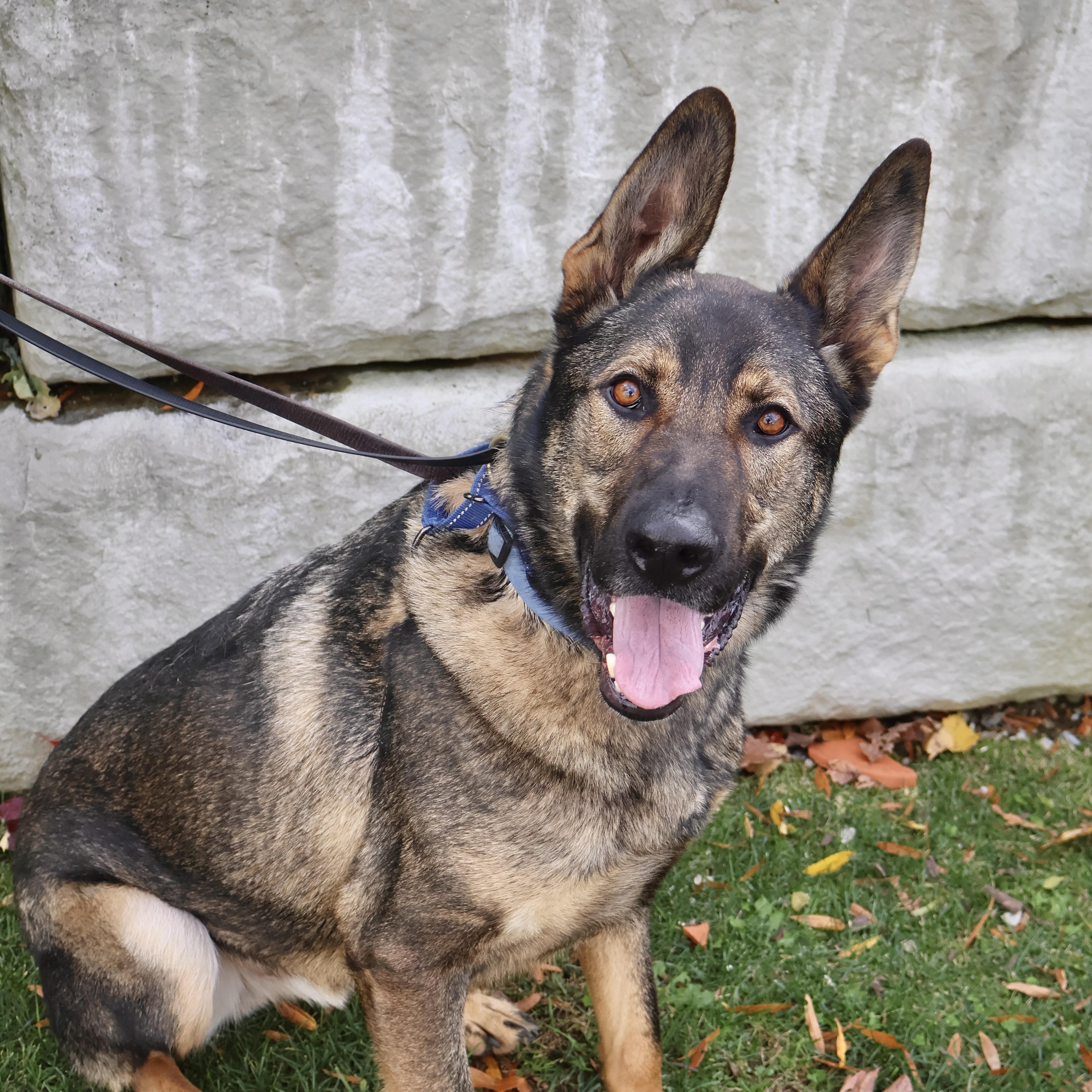 Enlarge Tiny, a Adoptable German Shepherd Dog in Briarcliff Manor, NY image 3/3