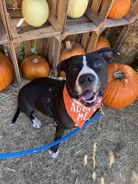 Enlarge Drake, a Adoptable mixed breed in San Diego, CA image 1/1