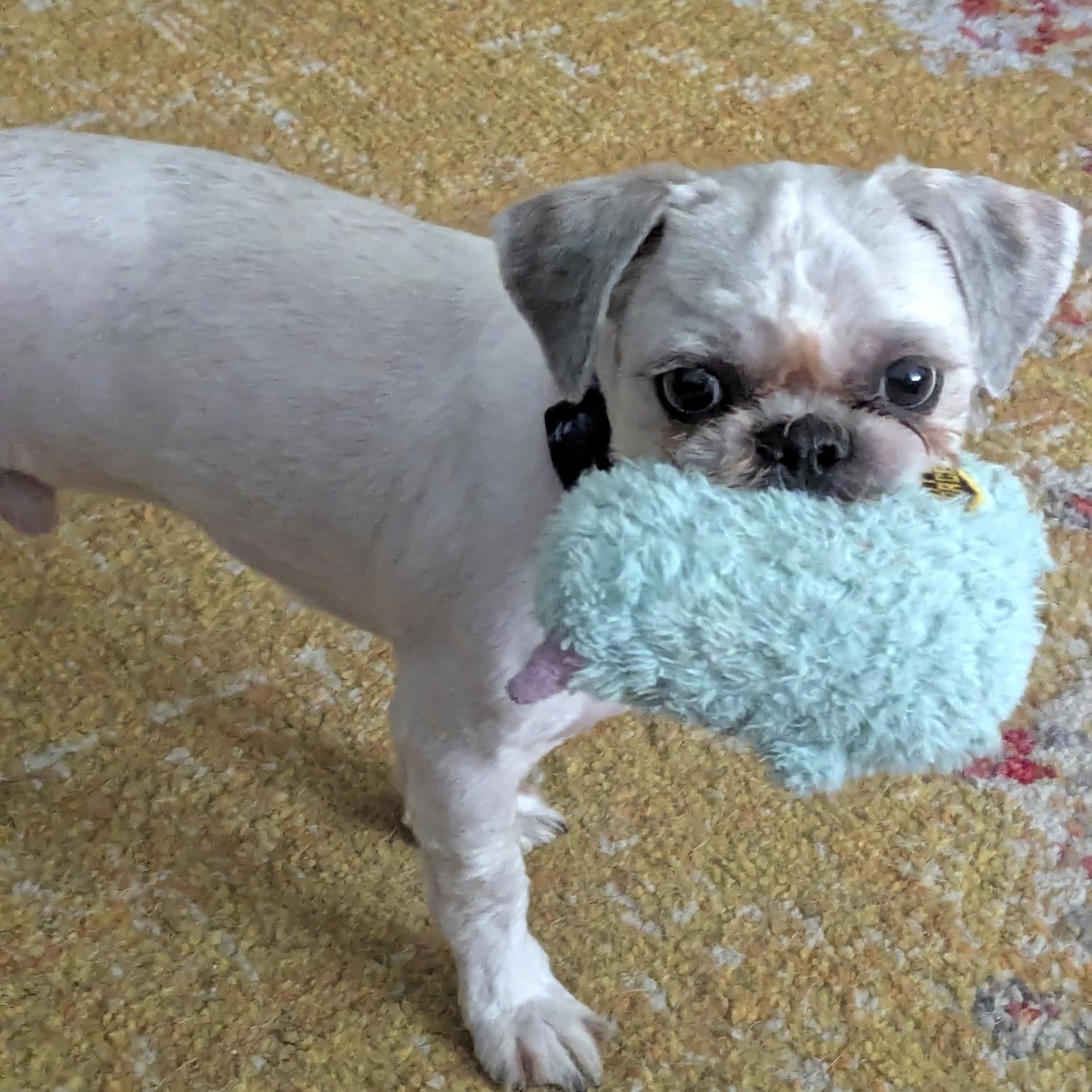 Bill, a ADOPTABLE Shih Tzu in Prior Lake, MN image 3/6