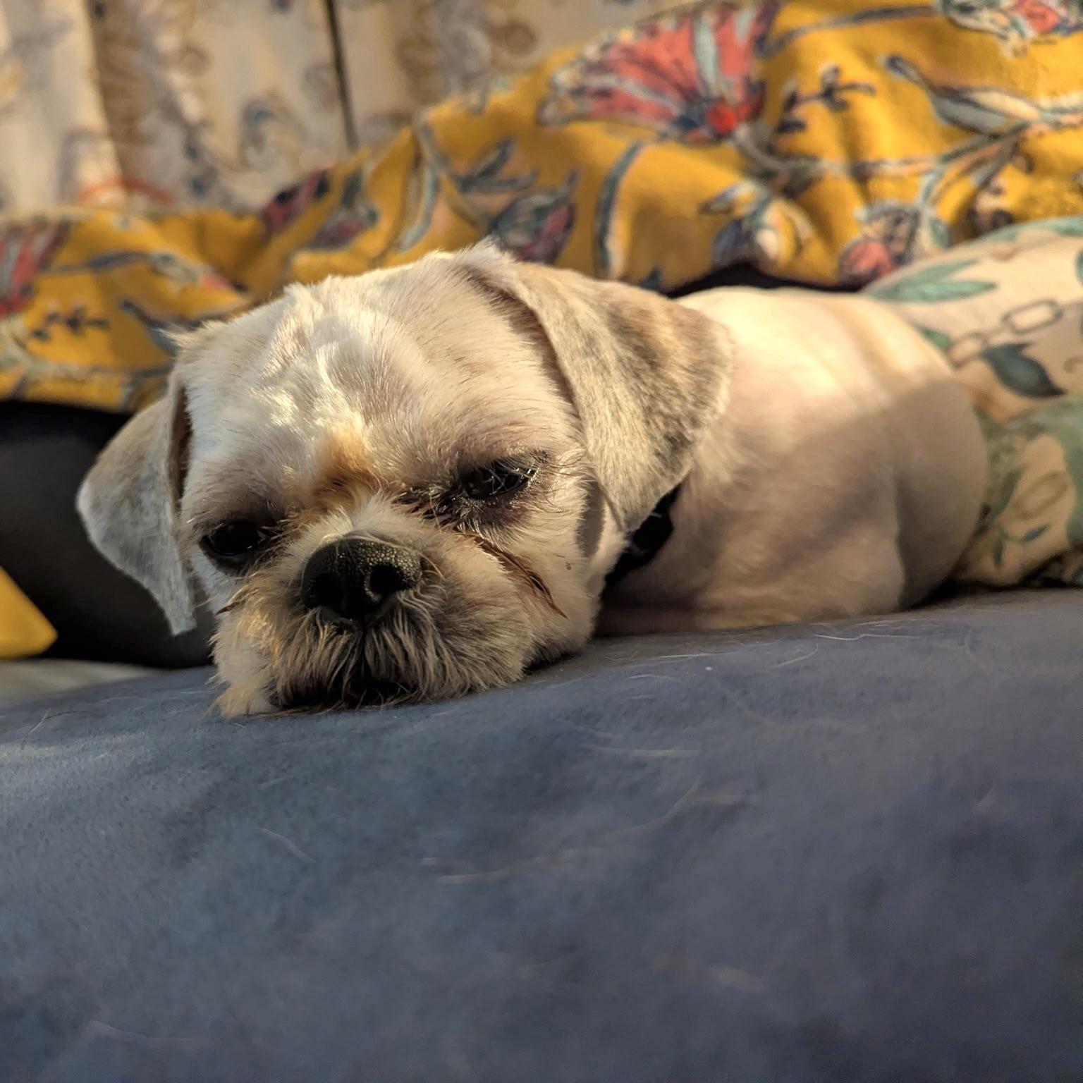 Bill, a ADOPTABLE Shih Tzu in Prior Lake, MN image 6/6