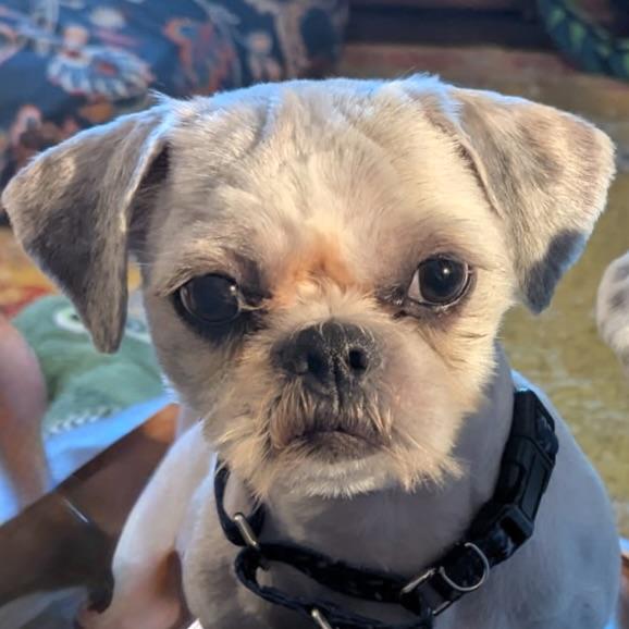 Bill, a ADOPTABLE Shih Tzu in Prior Lake, MN image 2/6