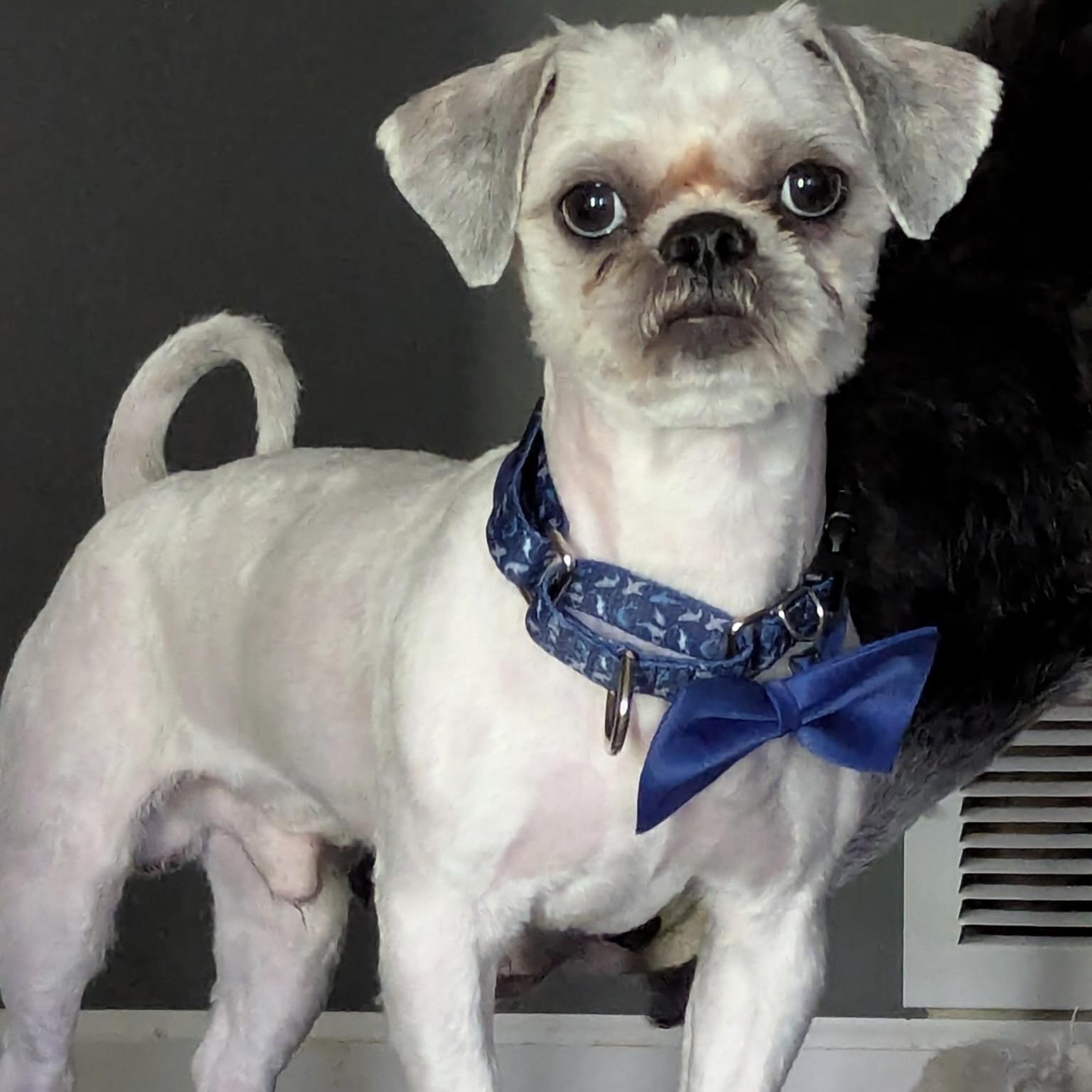Bill, a ADOPTABLE Shih Tzu in Prior Lake, MN image 4/6