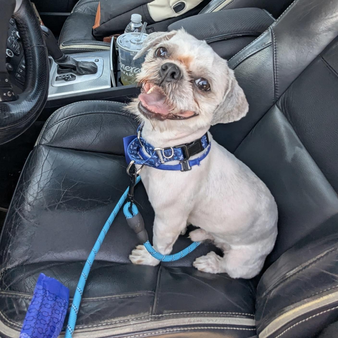 Bill, ADOPTABLE, Adult Male Shih Tzu.