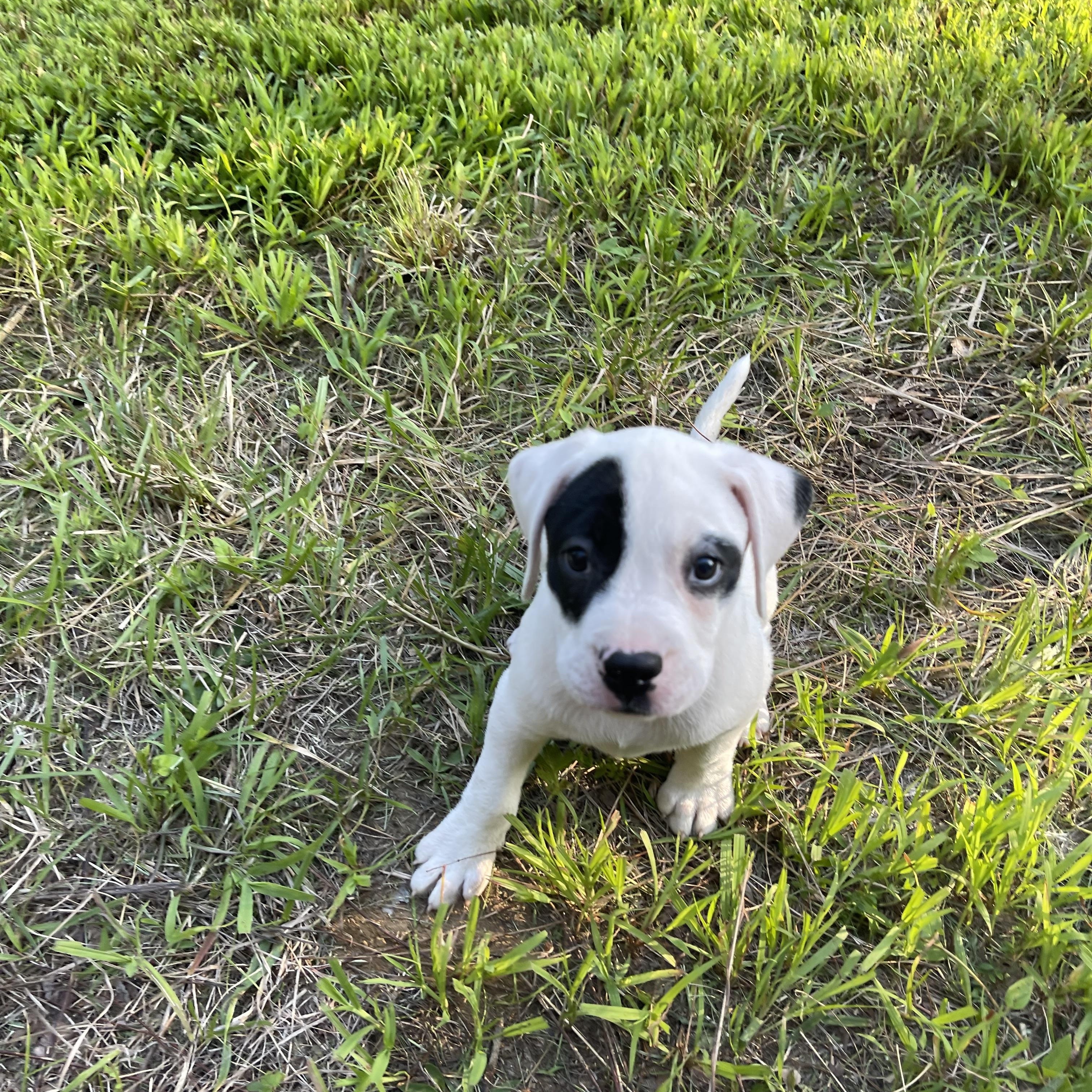 Penny