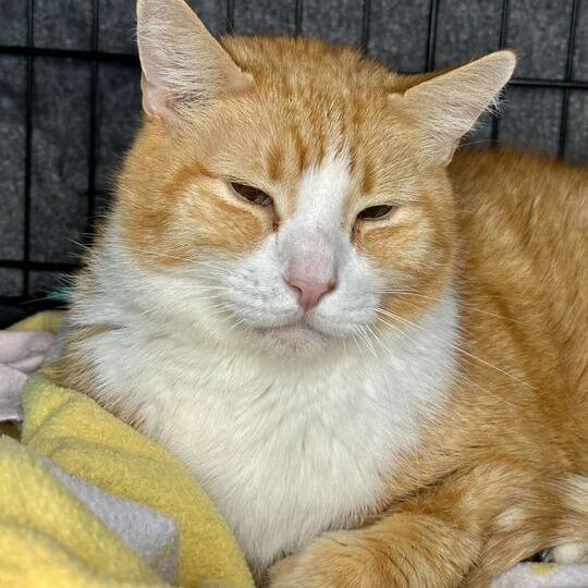 Shark, Adoptable, Senior Male Domestic Short Hair.