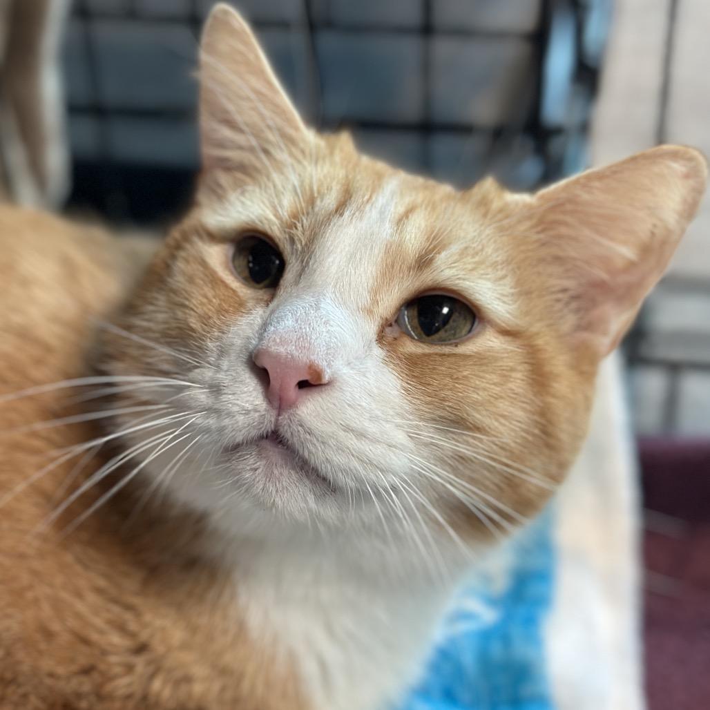 Shark, a Adoptable Domestic Short Hair in Matteson, IL image 2/6