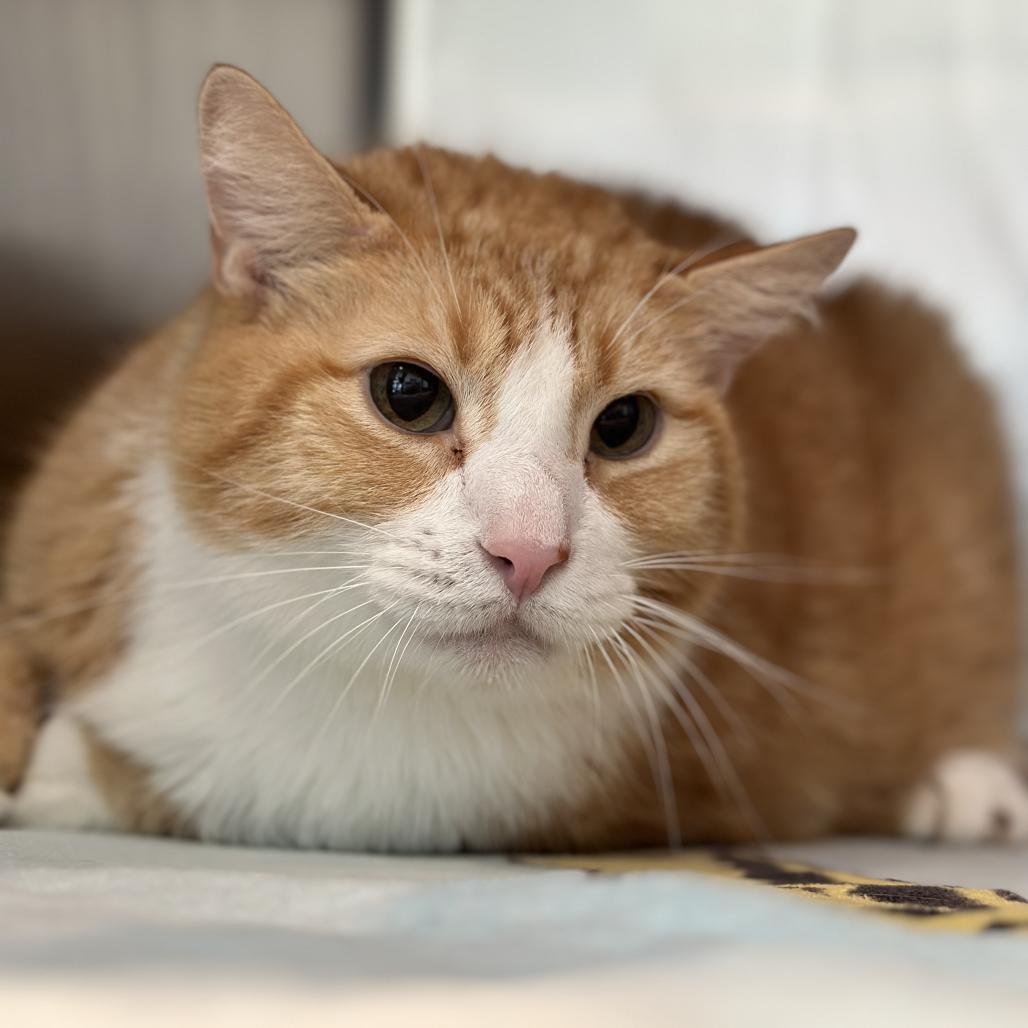 Shark, a Adoptable Domestic Short Hair in Matteson, IL image 3/6