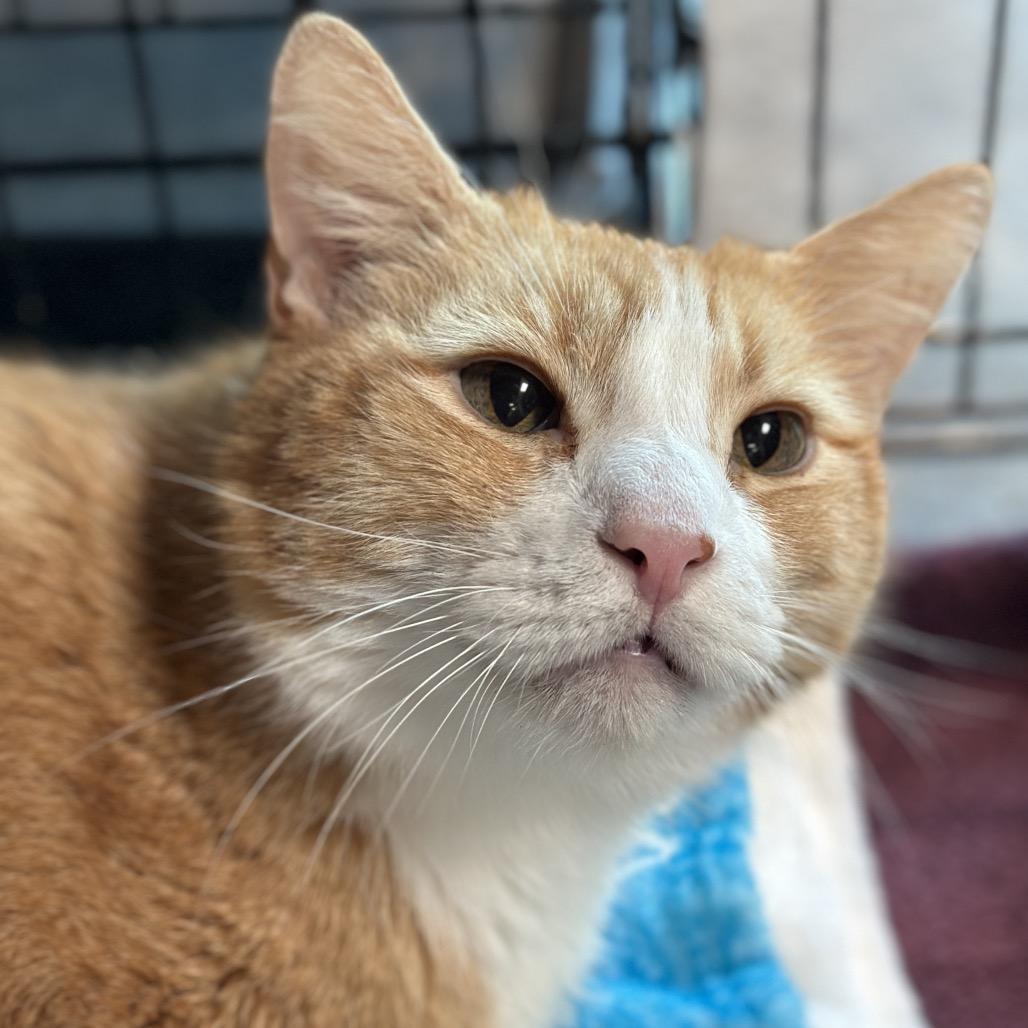 Shark, a Adoptable Domestic Short Hair in Matteson, IL image 4/6
