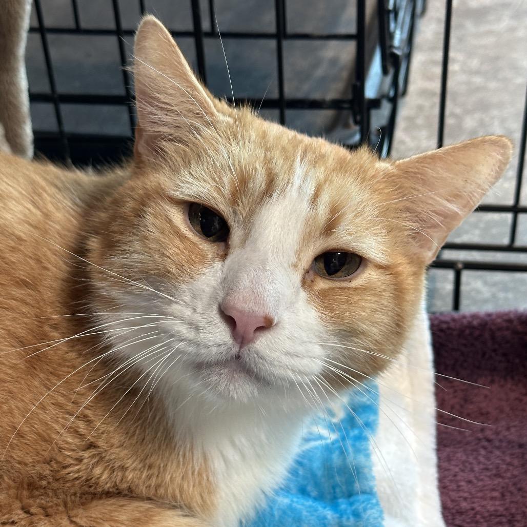 Shark, a Adoptable Domestic Short Hair in Matteson, IL image 5/6