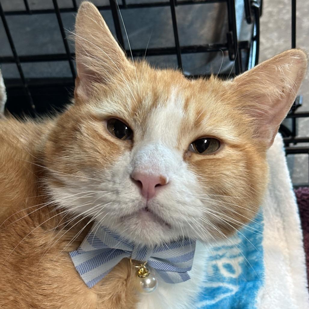 Shark, a Adoptable Domestic Short Hair in Matteson, IL image 6/6