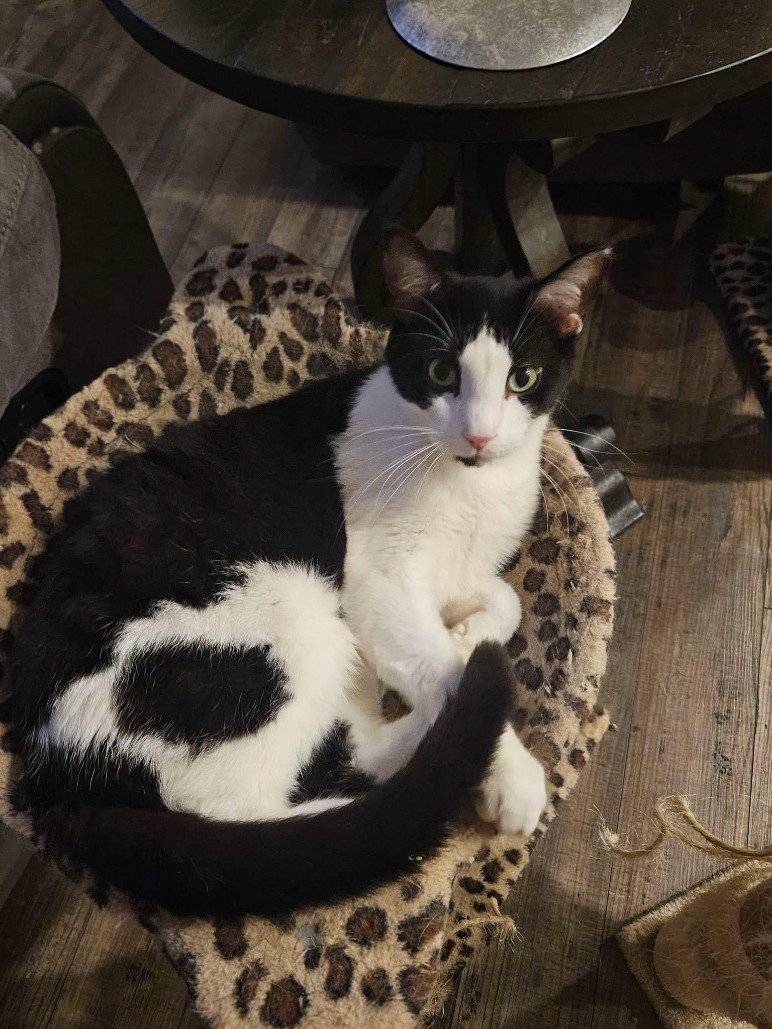Stormy, Adoptable, Adult Male Tuxedo.