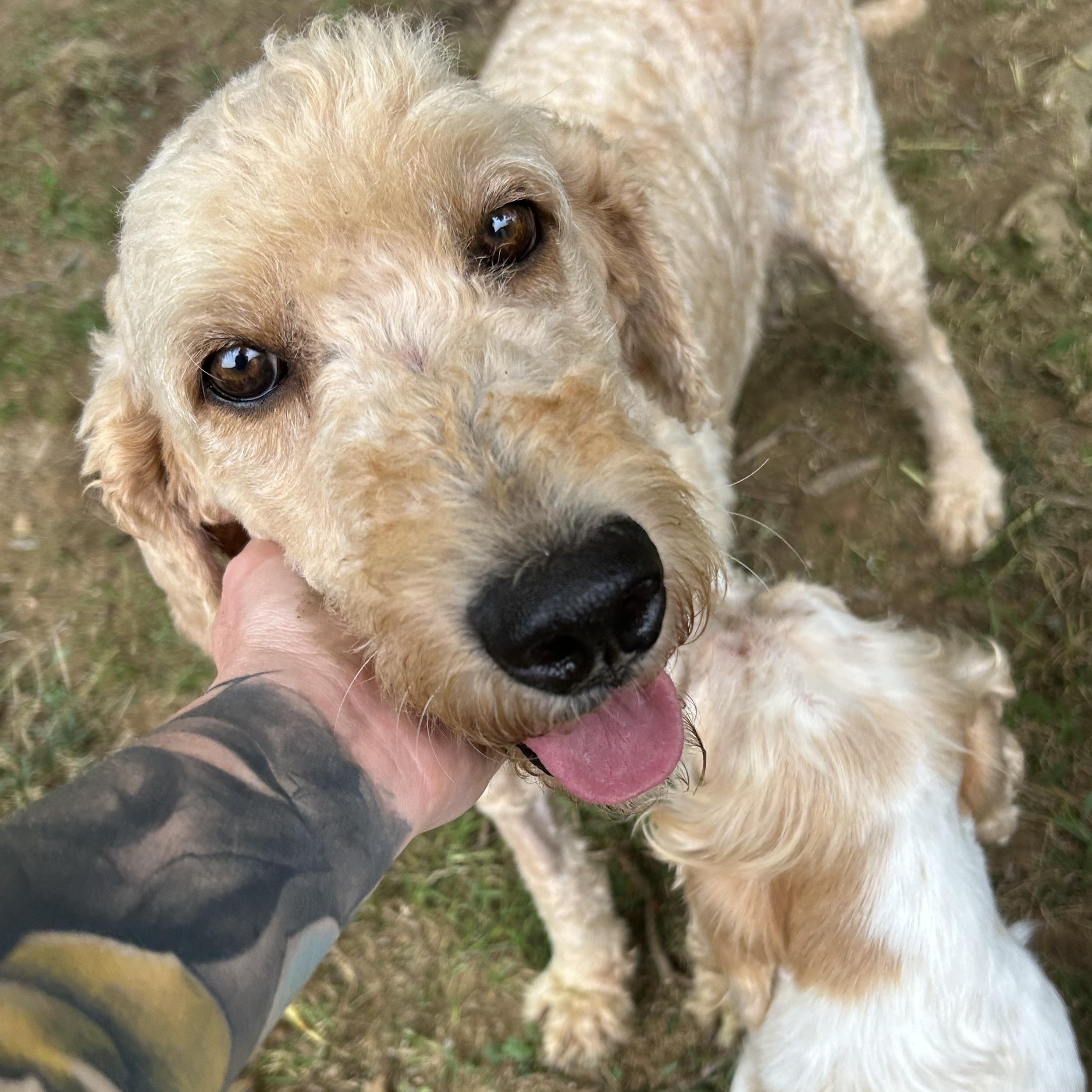 Lucy, an adoptable Goldendoodle, Golden Retriever in Indianapolis, IN, 46239 | Photo Image 2