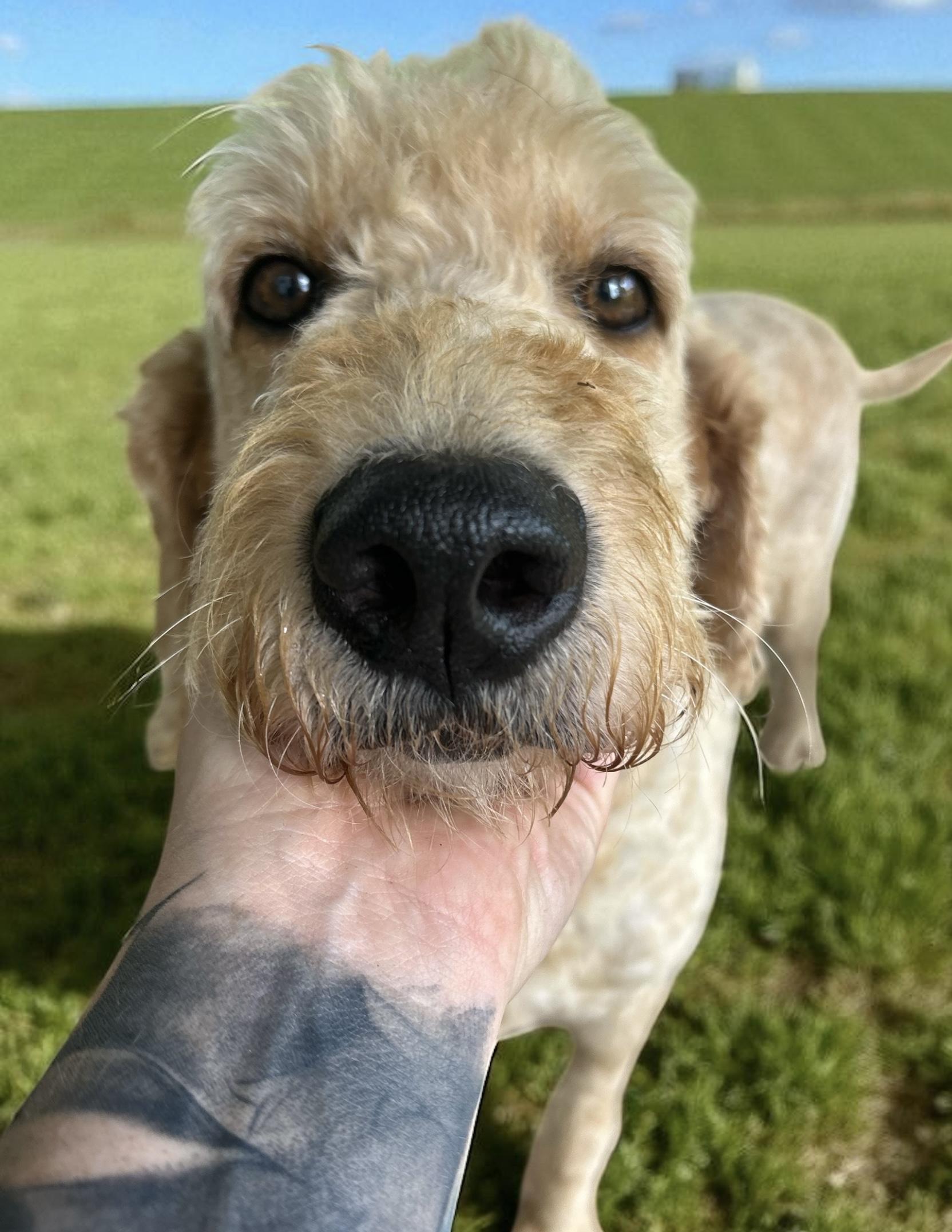 Lucy, an adoptable Goldendoodle, Golden Retriever in Indianapolis, IN, 46239 | Photo Image 1