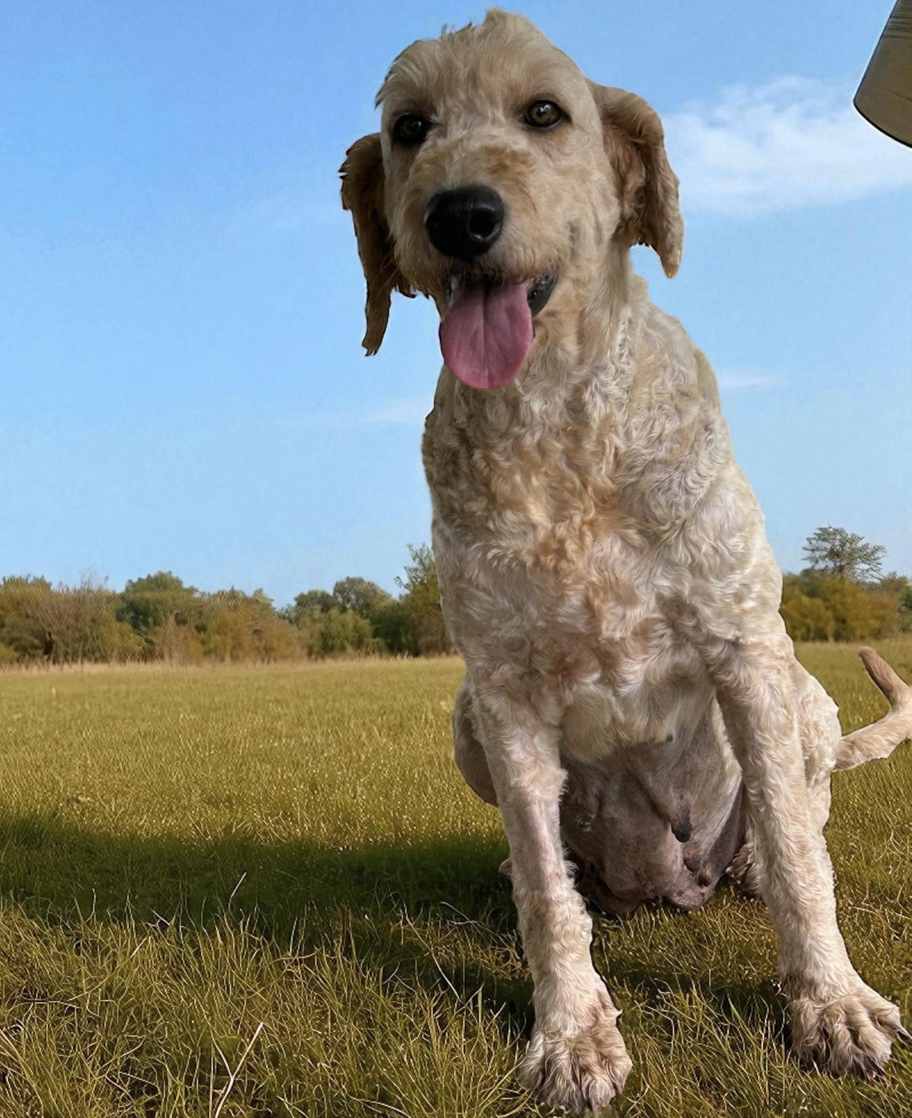 Enlarge Josie, an adopted mixed breed in Indianapolis, IN image 4/5