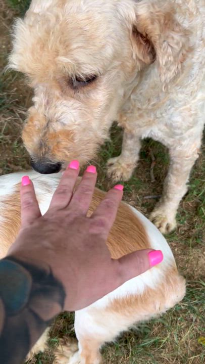 Enlarge Josie, an adopted mixed breed in Indianapolis, IN video 5/5