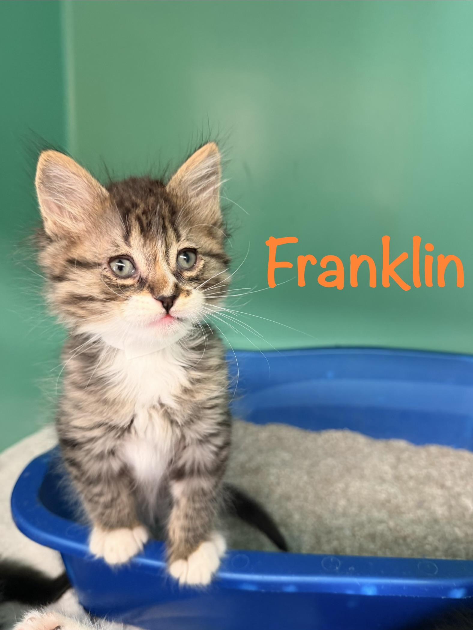 Franklin, a ADOPTABLE Tabby in Crescent City, CA image 1/2
