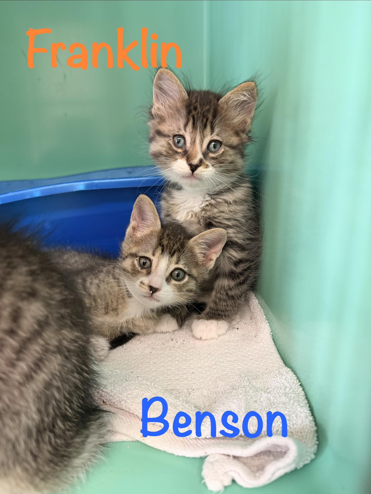 Franklin, a ADOPTABLE Tabby in Crescent City, CA image 2/2