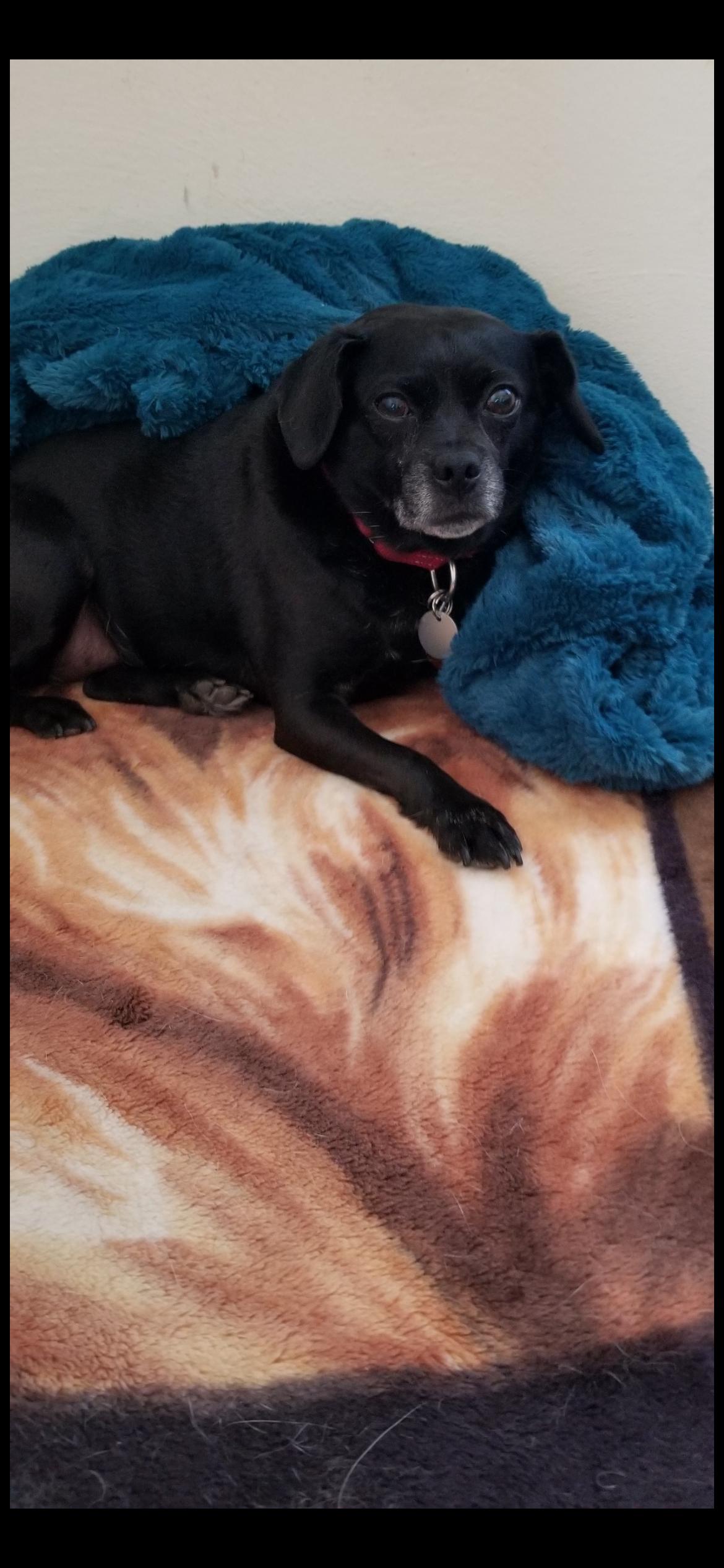 Enlarge Violet , an adopted mixed breed in Saint Louis, MO image 1/2